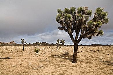 可爱风回合制策略游戏《哥布林之石》将于2024年第一季度发布